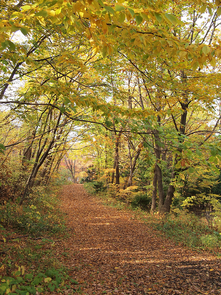 hösten, höstlig blad, nedgången av japan, Maruyama park, Japan, Hokkaido, Sapporo