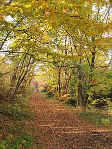 automne, feuilles automnales, chute du Japon, Parc Maruyama, Japon, Hokkaido, Sapporo