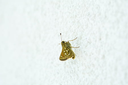 Метелик, Готель Hesperia кома, жінка, Шкіпер, Природа, Комаха, політ комах