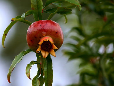 pomegranate, fruit, healthy, food, leaves, ripe, fresh