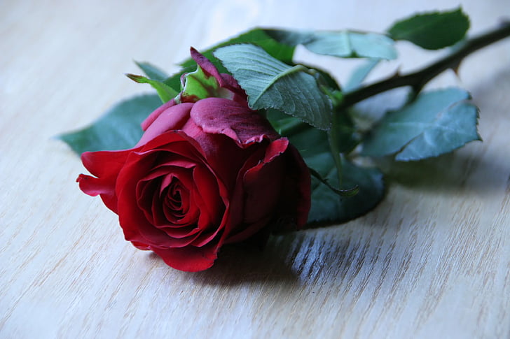 τριαντάφυλλο, υποκατάστημα, λουλούδι, κόκκινο, Νεκρή φύση, φόντο, άνθιση
