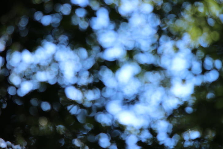 bokeh, forest, background, light, trees, out of focus
