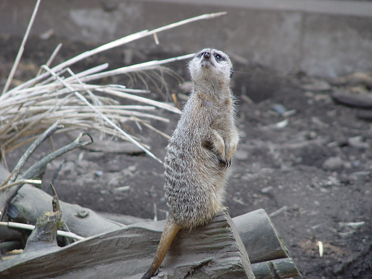 Meerkat, ζώο, Χαριτωμένο, άγρια φύση, στέκεται, θηλαστικό, φύση