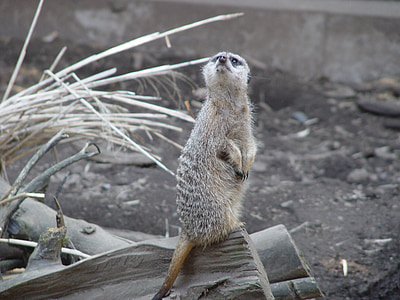 meerkat, 동물, 귀여운, 야생 동물, 서 있는, 포유 동물, 자연