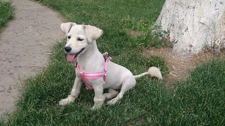 cute, white, dog, grassland, tongue