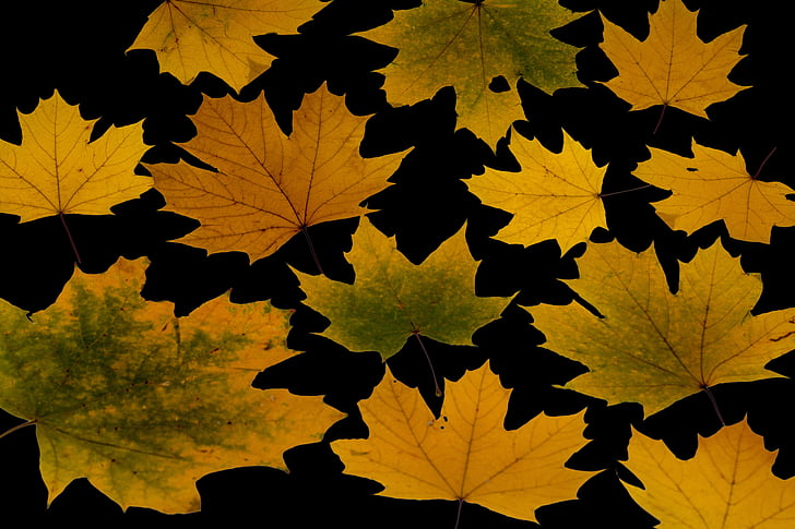 leaves, true leaves, maple, autumn leaf, autumn, foliage leaf, colorful