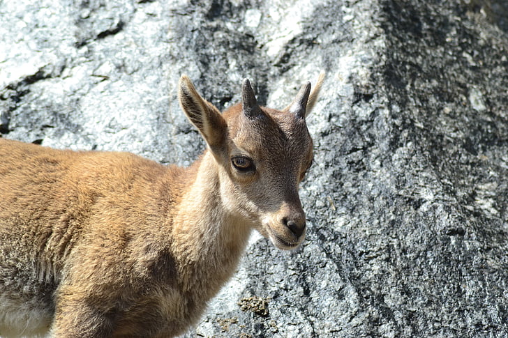 Steenbok, dierlijke kind, Bergen, bergwereld, Rock, sluiten, dier