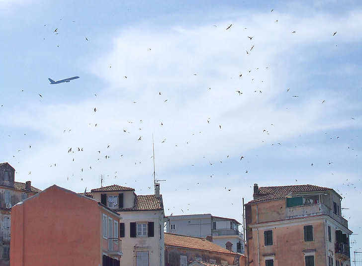corfu, town, skyline, old town, swallows, birds, flying