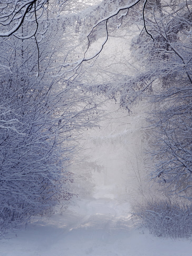 ziemas, ainava, balta, sniega, koks, Polija, daba
