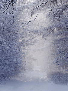 Inverno, paisagem, Branco, neve, árvore, Polônia, natureza
