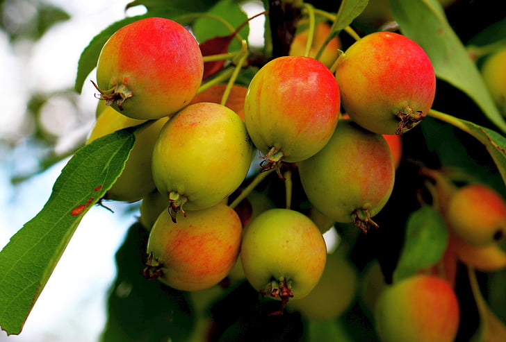 плодове, ябълки, ябълка, дърво, ползотворно ябълковото дърво, узрели плодове, природата