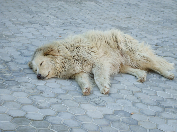Toulavý pes, spící, pes, bílá, zvíře