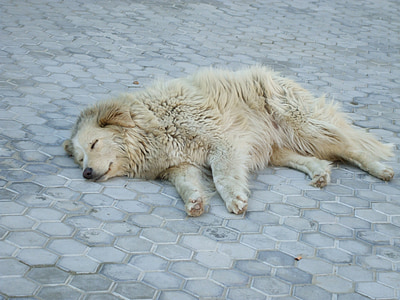 gos de carrer, dormint, gos, blanc, animal