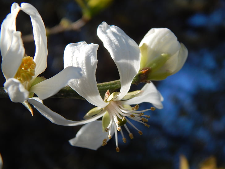 flores blancas, Ramos, primavera