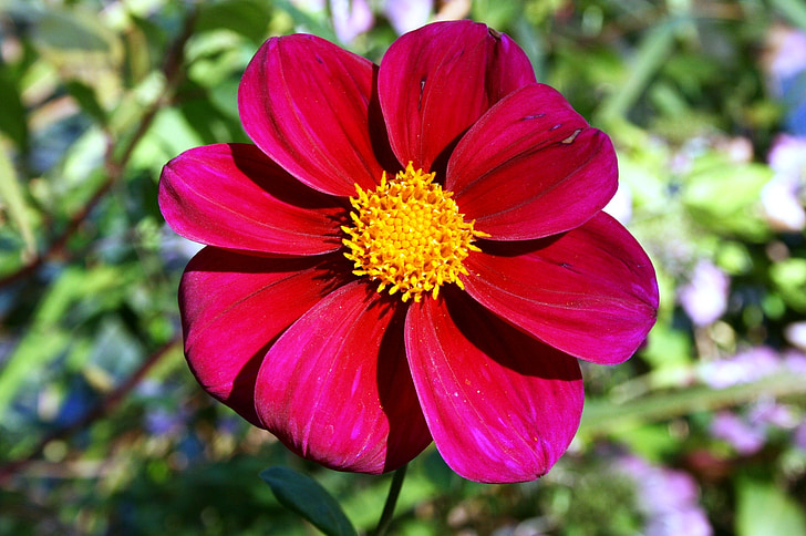 red daisy, red flower, red petals