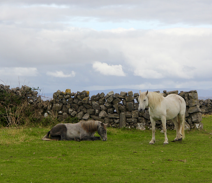 ireland, horses, irish, pasture, countryside, white horse