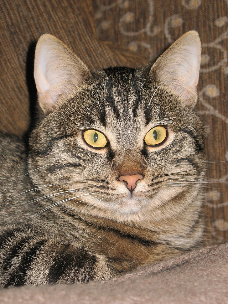 gato, a rayas, Closeup, ojos de gato, Vistas, Ver, mascota