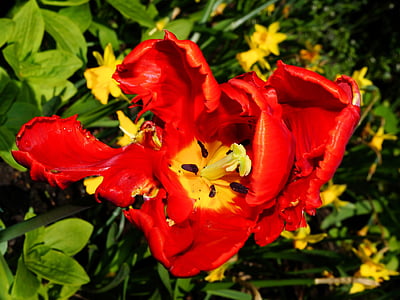 Tulip, bloem, Blossom, Bloom, Nederland, macro, rood
