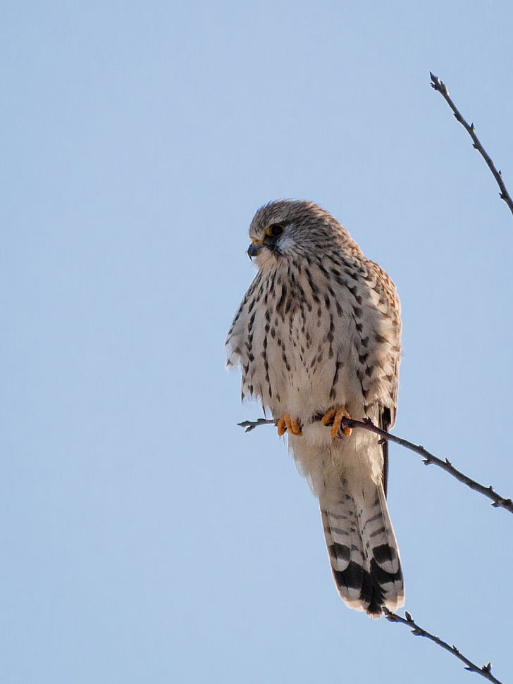 kestrel, falcon, bird, raptor, plumage, falco tinnunculus, nature