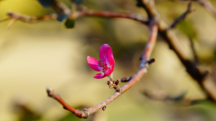 red, nature, tree, flower, pink, spring, flowers