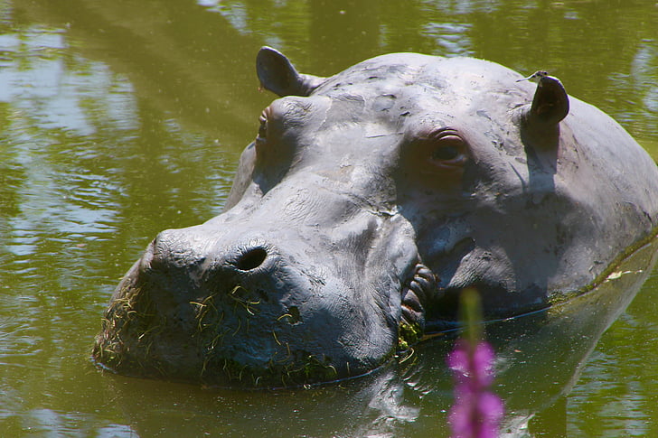 Planckendael, Zoo, hippopotame