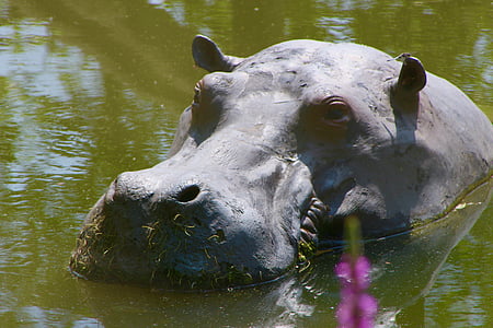 Planckendael, ogród zoologiczny, Hipopotam