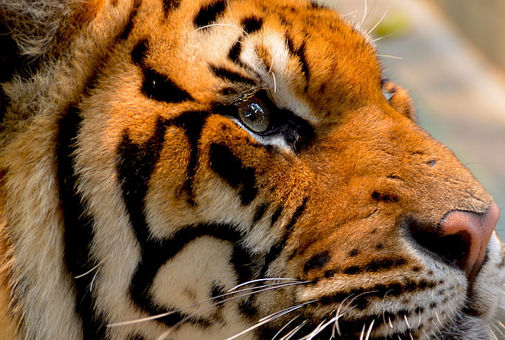 Tigre, chat, animal, gros, nature, faune, carnivore