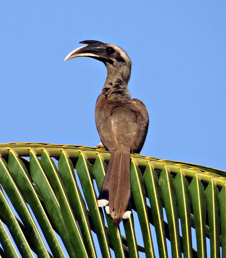 hornbill gris indio, ocyceros birostris, Cálao, pájaro, hombre, Dharwad, India