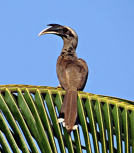 Indický šedá hornbill, ocyceros birostris, Hornbill, vták, Male, Dharwad, India