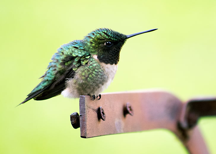 beak, bird, close-up, eye, green, hummingbird, macro