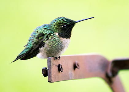 paruh, burung, Close-up, mata, hijau, Hummingbird, makro