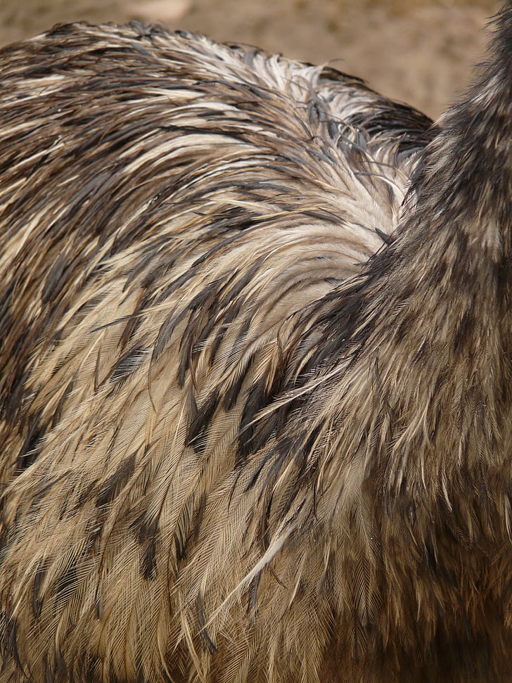 EMU, verenkleed, vogel, veer, dier, Dromaiidae, emoes