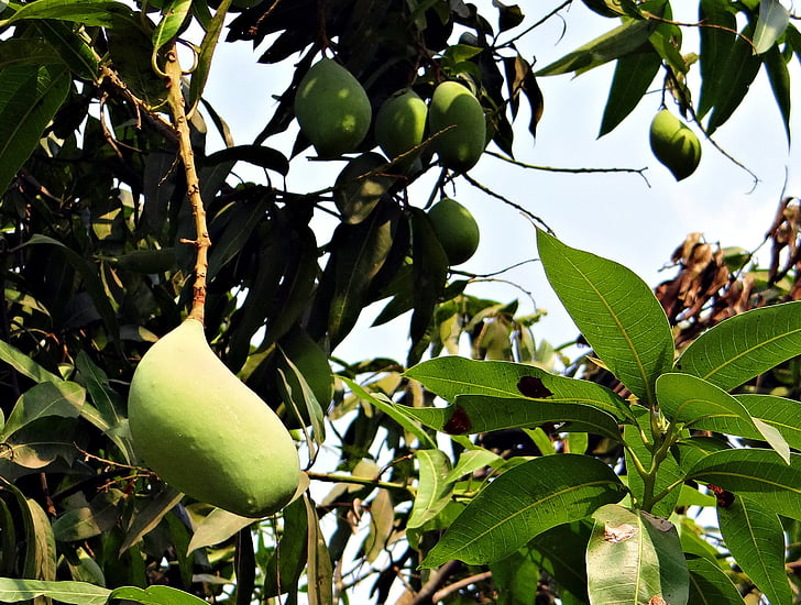mango, totapuri, visokim donosom, sadje, tropskih, Indija, narave