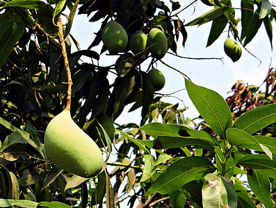 Mango, totapuri, hög avkastning, frukt, Tropical, Indien, naturen