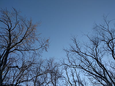 дерево, за межами, на відкритому повітрі, Природа, Вудс, парк, небо