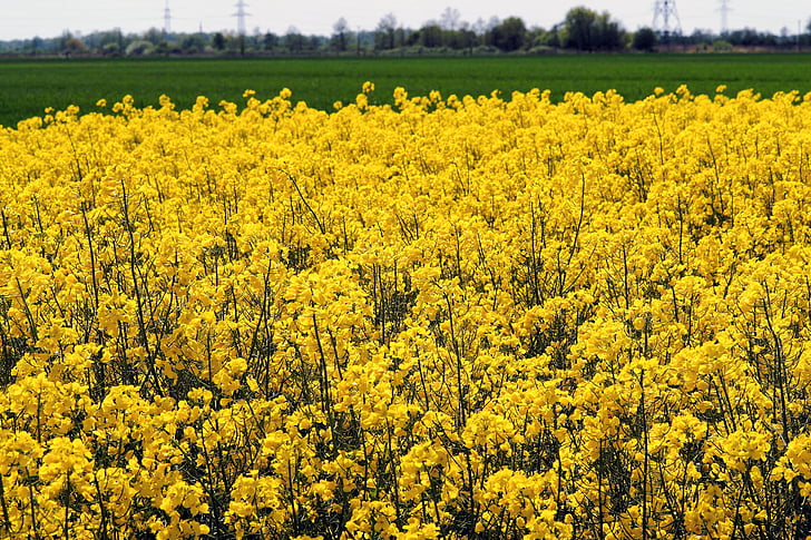 oilseed rape, เขตข้อมูลของ rapeseeds, สีเหลือง, ดอกไม้, ปิด, ธรรมชาติ, ฤดูใบไม้ผลิ