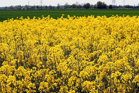 oilseed 강간, 평지의 씨의 분야, 노란색, 꽃, 닫기, 자연, 봄