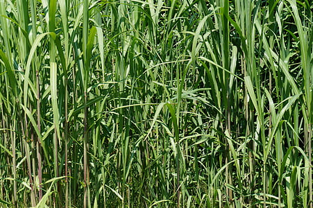 bambus trava, zelena, tekstura, pozadina, uzorak, priroda, trava