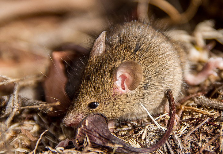 Antechinus, ratón marsupial, marsupial, nativo, Queensland, Australia, salvaje