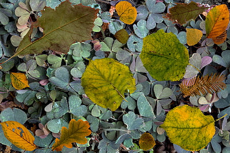 Klee, Shamrocks, hojas de los árboles, colorido, helecho, arreglo, follaje