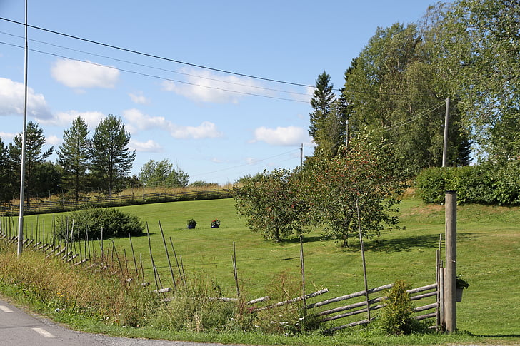 Natura, ogród farm, Latem, Norrland