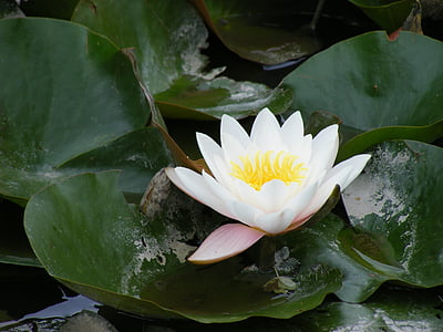 water lily, white, petals, flowers, green leaves, leaves background, green background