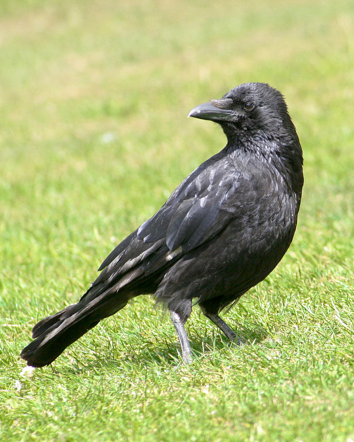 fuglen, Blackbird, fugler, stående, svart, fjær