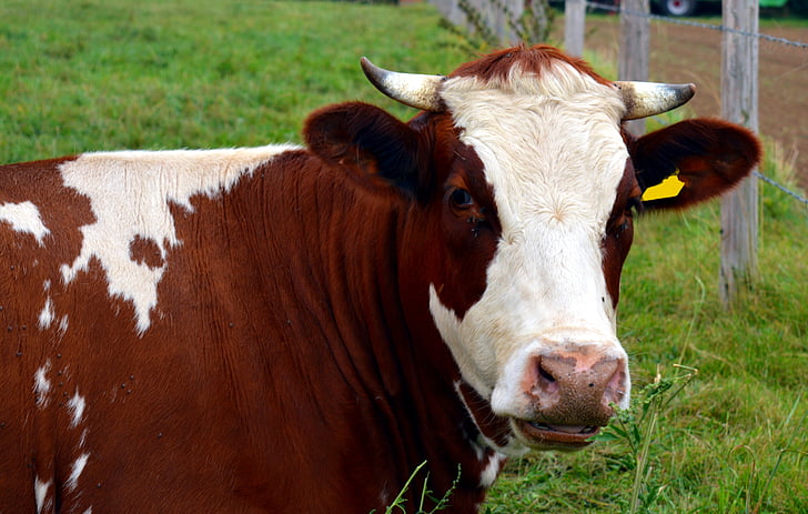 крава, мляко, говеждо месо, едър рогат добитък, преживни животни, Животновъдство, млечни крави