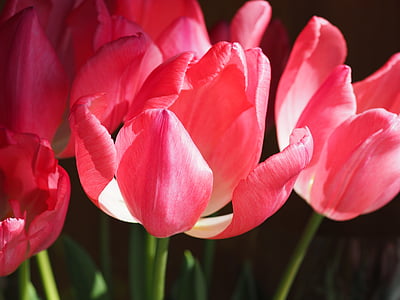 Tulipán, květiny, závod, Příroda, květ, Jarní čas, růžová barva