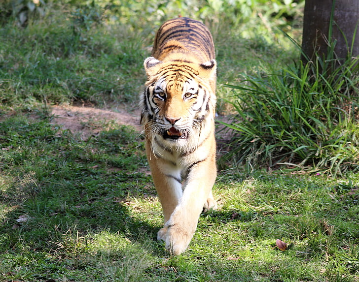 tiger, siberian, zoo, looking, walking, feline