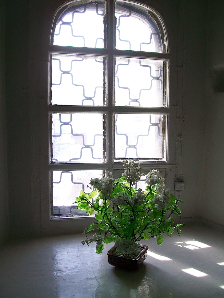 flower, sun, window, indoors, architecture, no People, wall - Building Feature