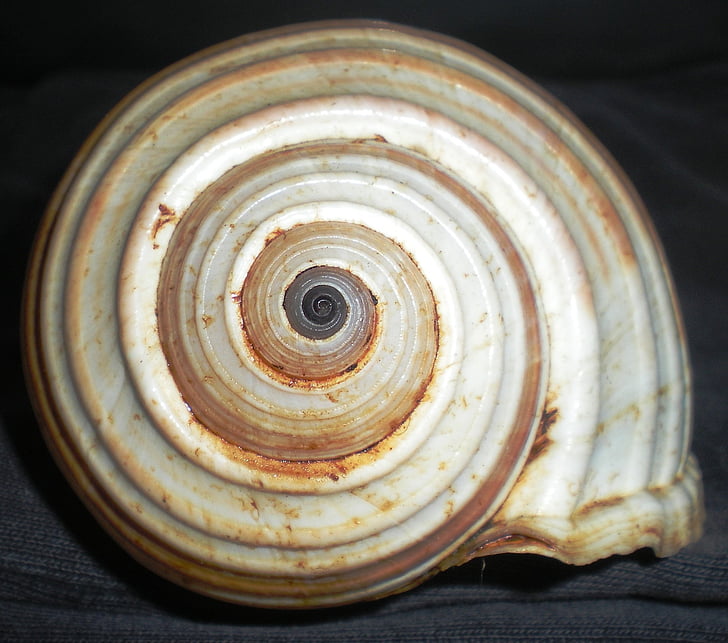 Shell, spiral, naturen, skönhet