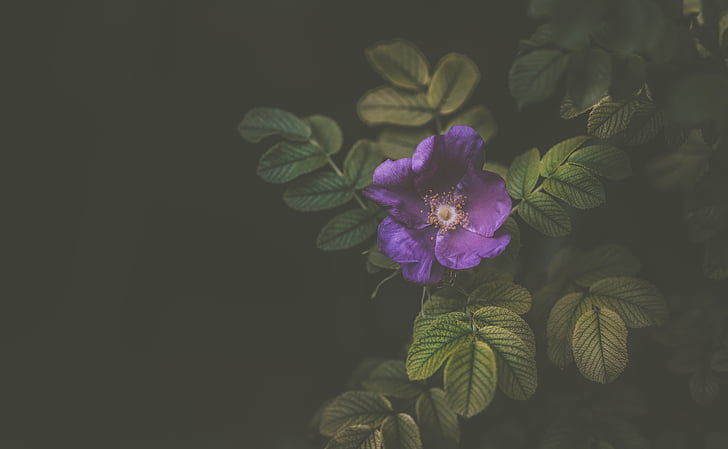 violeta, flor, Pétalo, floración, naturaleza, planta, jardín