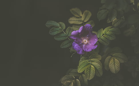 Violet, kukka, terälehti, Bloom, Luonto, kasvi, Puutarha